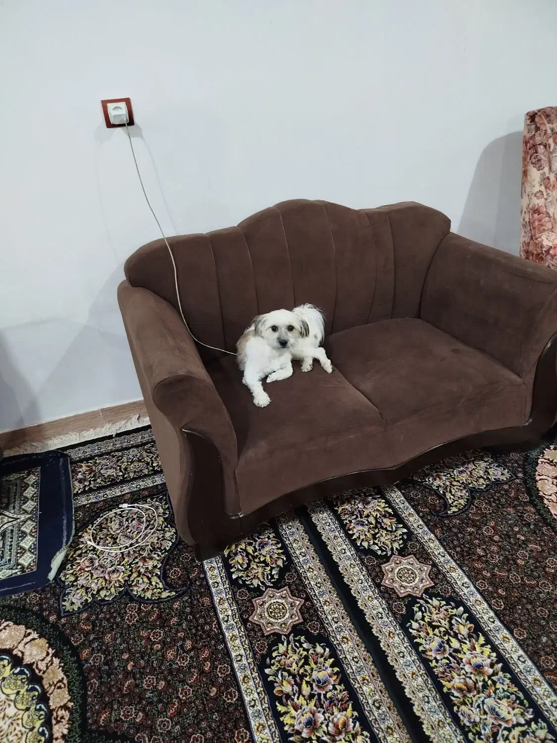 سگ  خونگی واکسن زده|سگ|خرم‌آباد, |دیوار