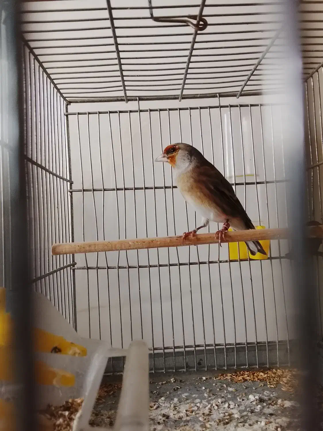 سهره قناری|پرنده|همدان, |دیوار