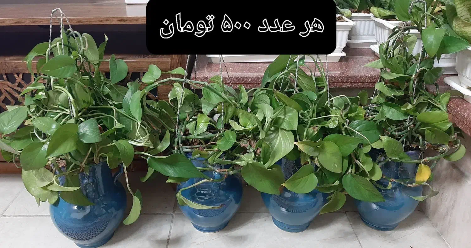 گل طبیعی|گل و گیاه طبیعی|شیراز, ترمینال باربری|دیوار