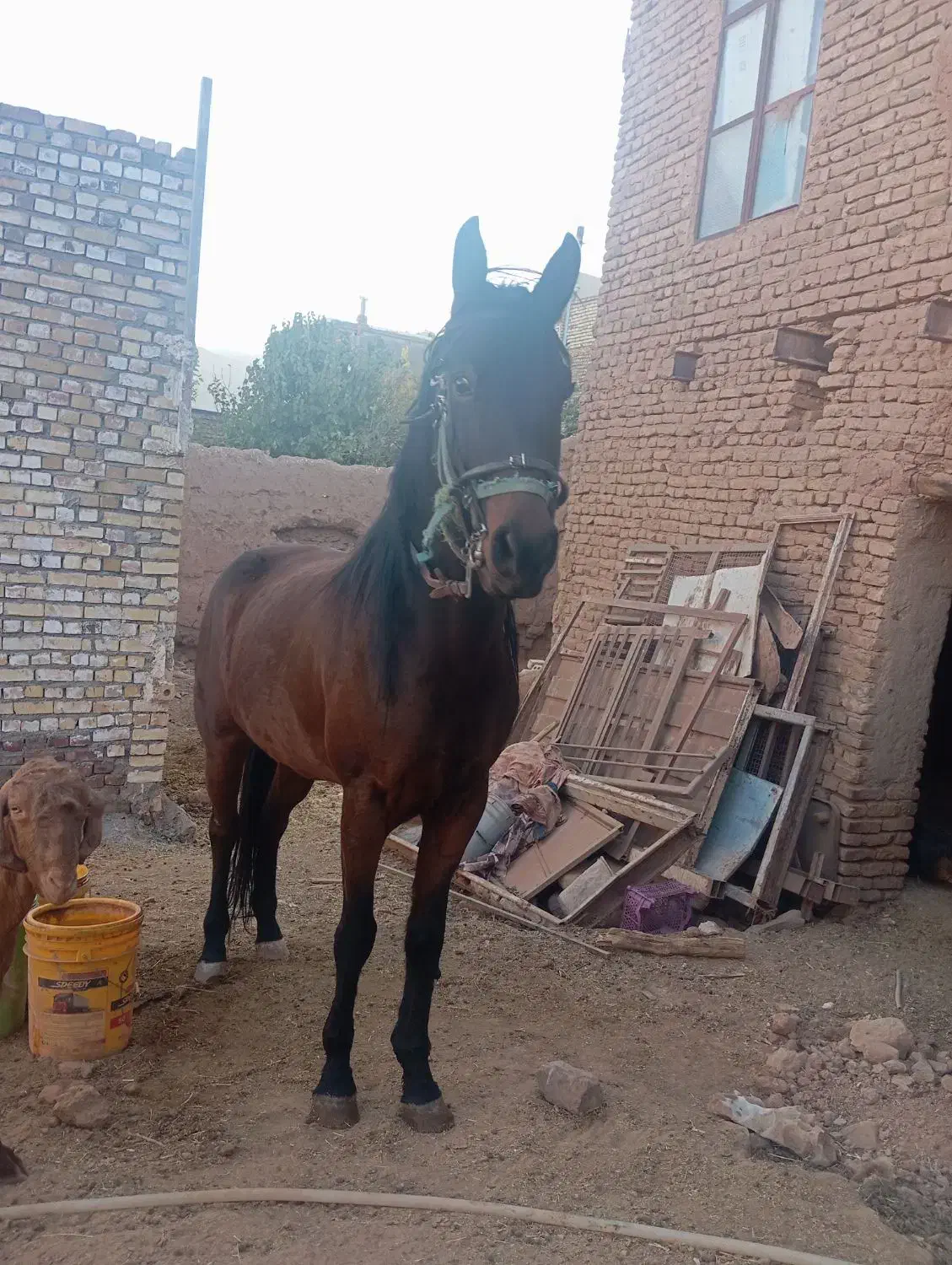 اسب|اسب و تجهیزات اسب‌سواری|تربت جام, میان جام|دیوار