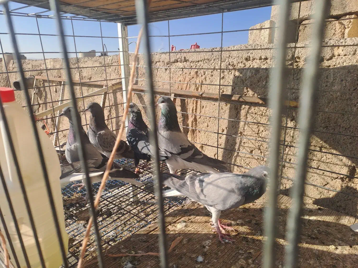 کبوتر|پرنده|اصفهان, جاوان|دیوار