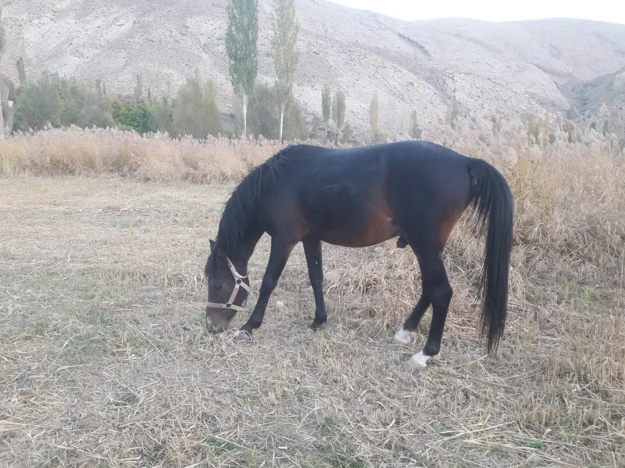 اسب یورقه .ترکمن عرب|اسب و تجهیزات اسبسواری|فیروزکوه, |دیوار