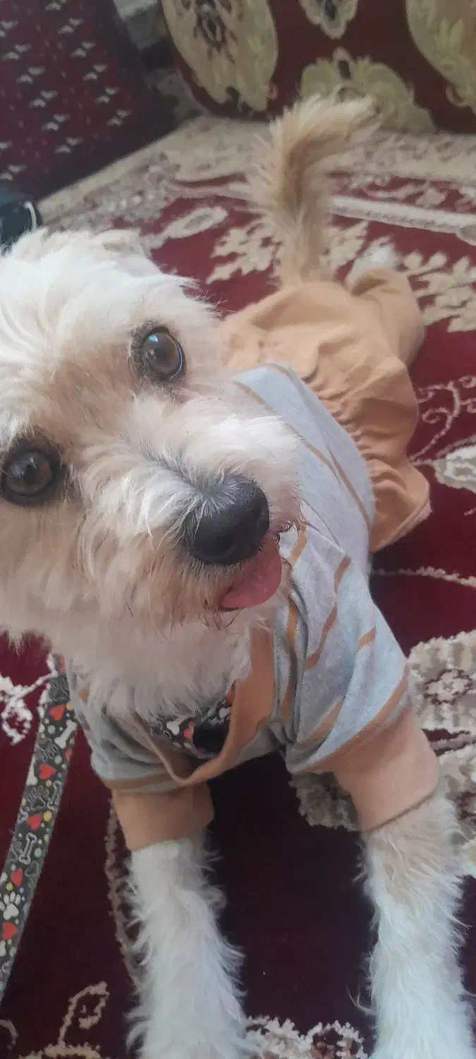 سگ پاکوتاه|سگ|بیرجند, |دیوار