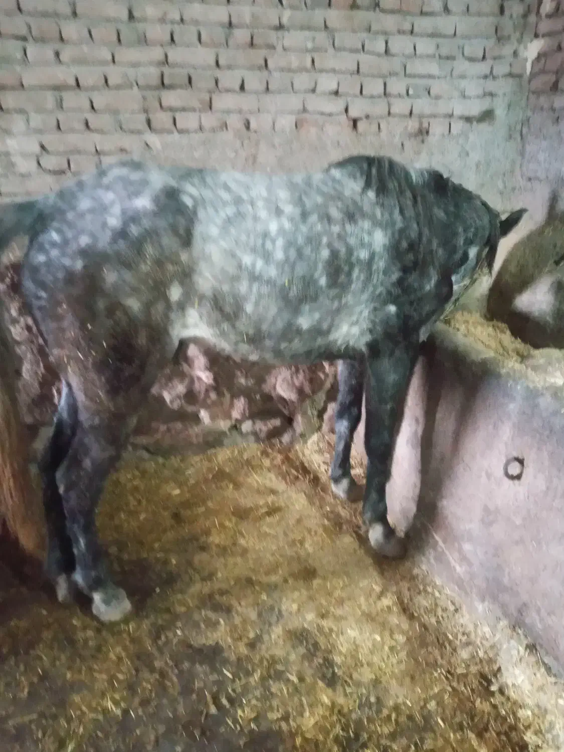 اسب مادیون|اسب و تجهیزات اسب‌سواری|اردبیل, |دیوار