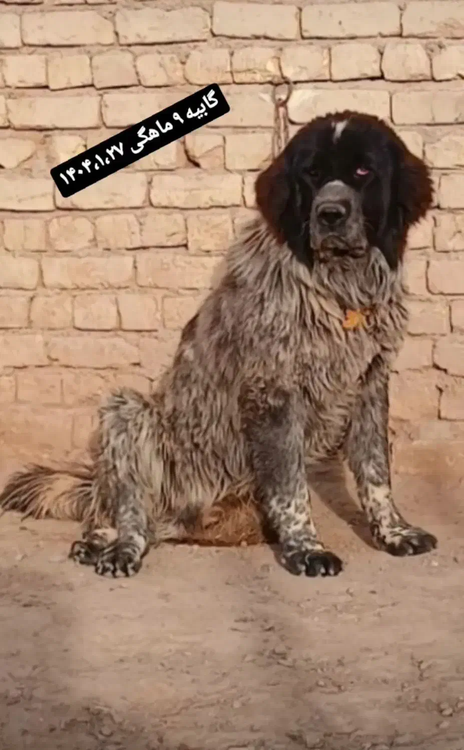 توله سگ|سگ|ابریشم, |دیوار