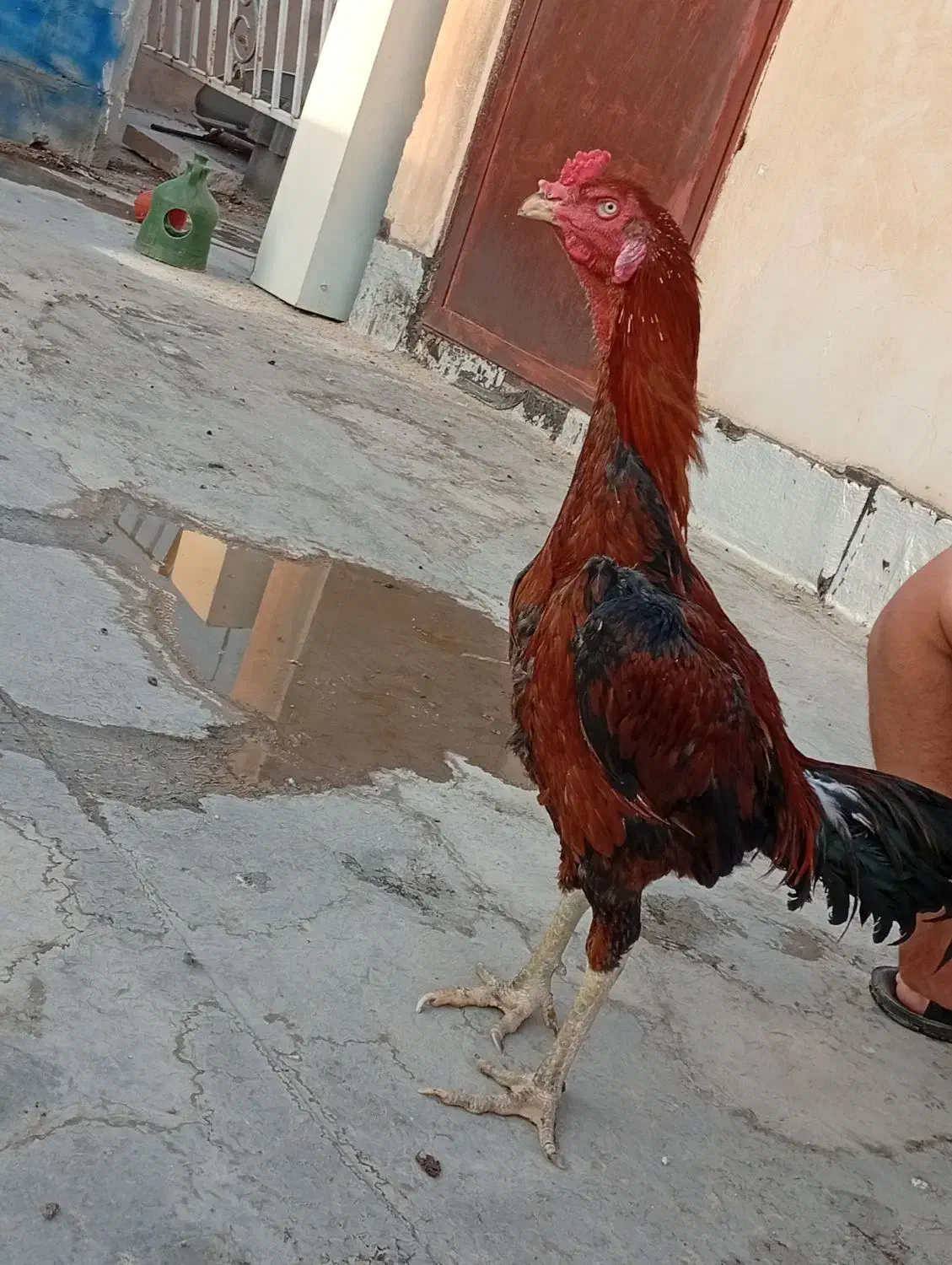 خروس لاری|حیوانات مزرعه|سرپل ذهاب, |دیوار