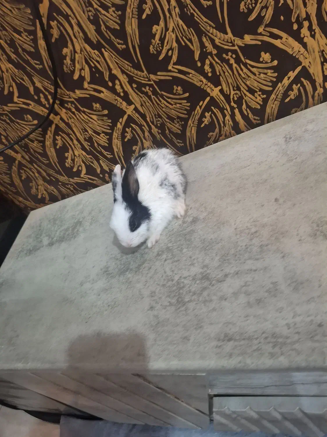 خرگوش بچه|موش و خرگوش|اهواز, فاز ۲ پادادشهر|دیوار