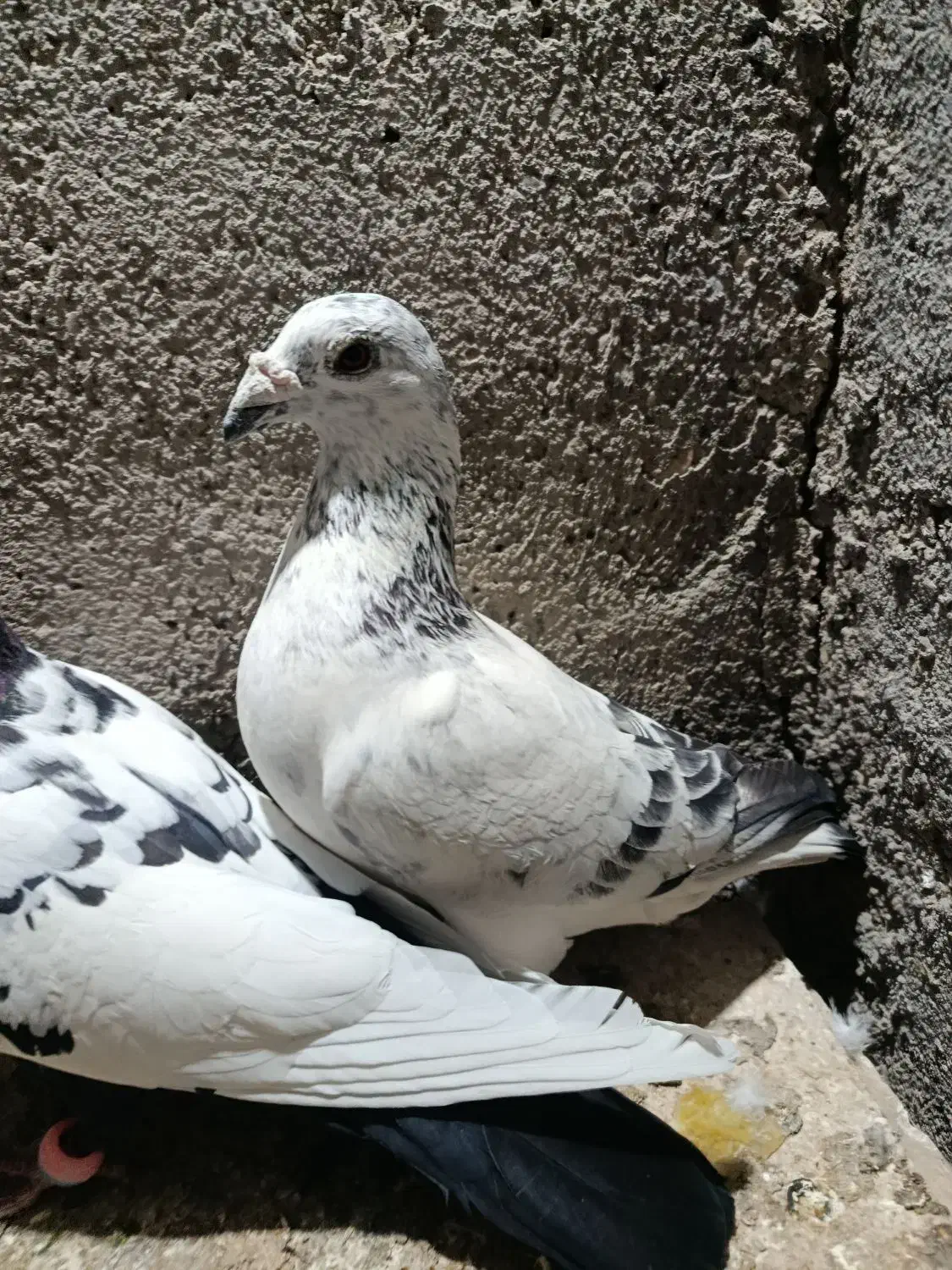 کبوتر|پرنده|چناران, |دیوار