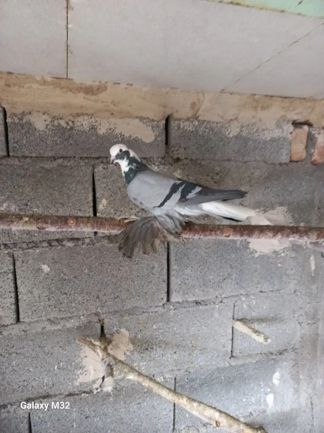 جفت فروشی قیمت2000000|پرنده|شادیان, |دیوار