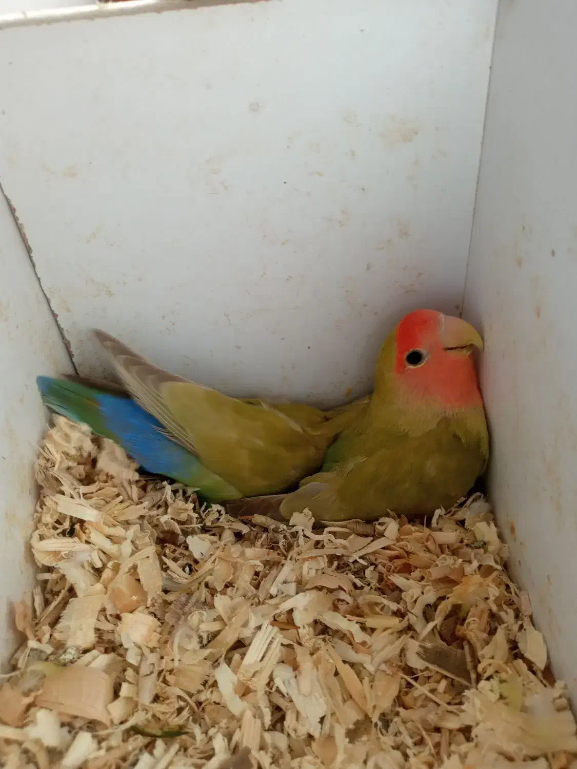 طوطی برزیلی جفت|پرنده|گلبهار, شهر جدید گلبهار|دیوار