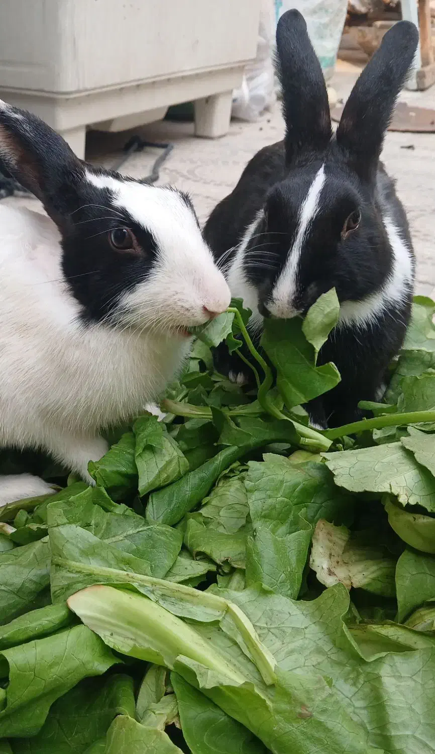 خرگوش|موش و خرگوش|بندر کنگان, |دیوار