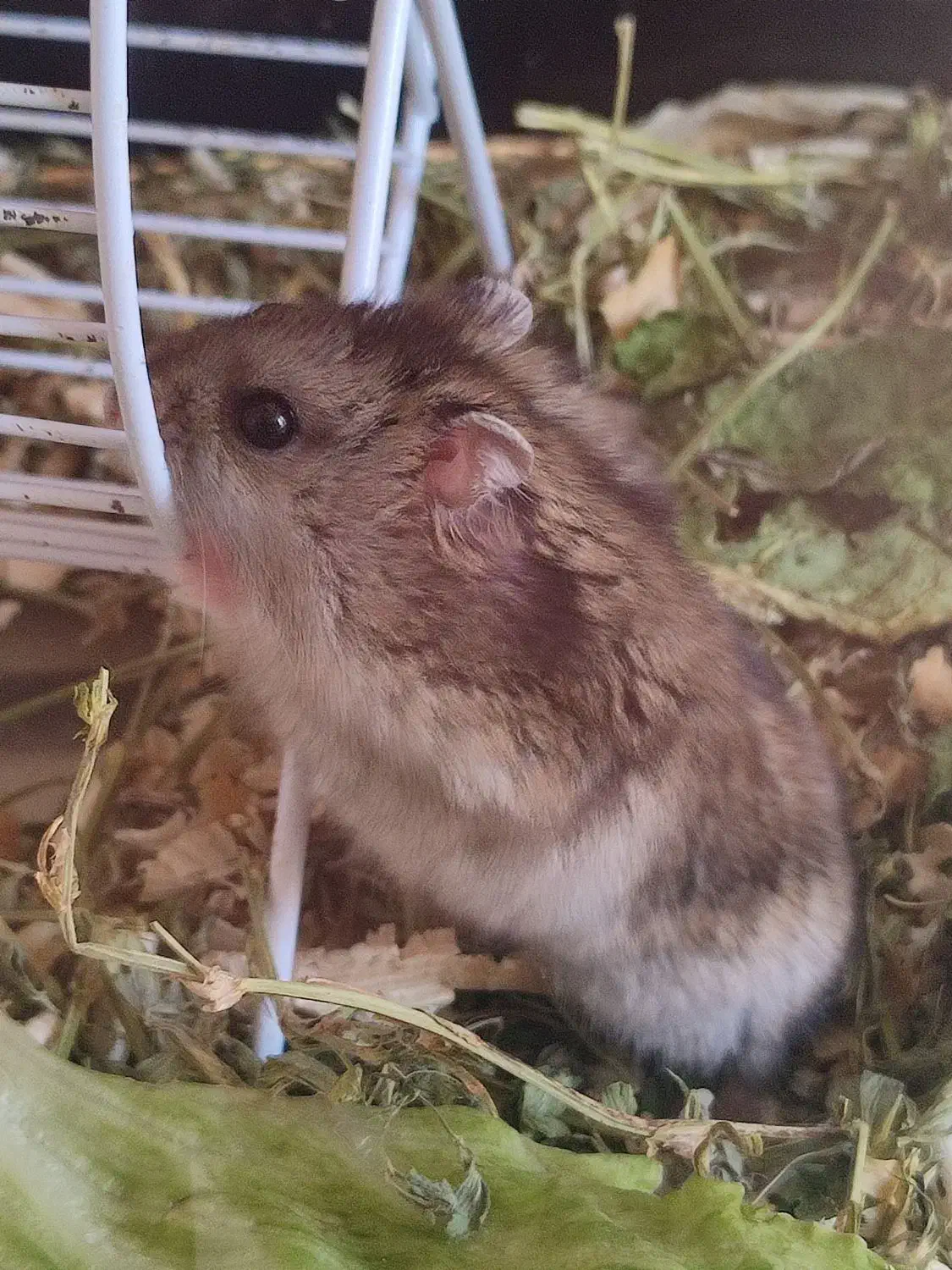 همستر|موش و خرگوش|کرج, گوهردشت|دیوار