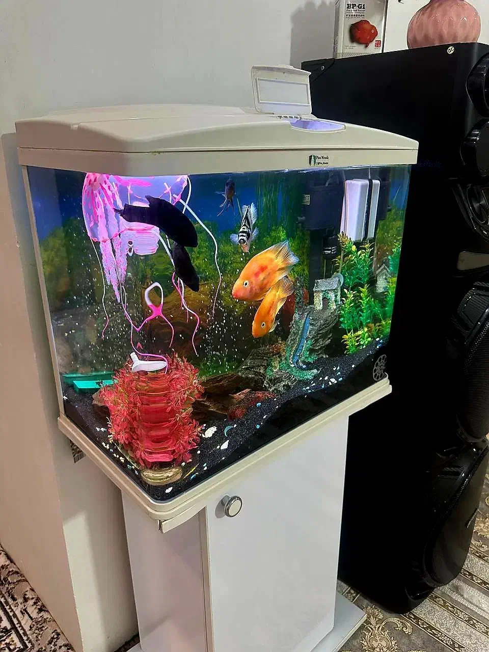 ماهی|ماهی|پاکدشت, پاکدشت (مامازند)|دیوار