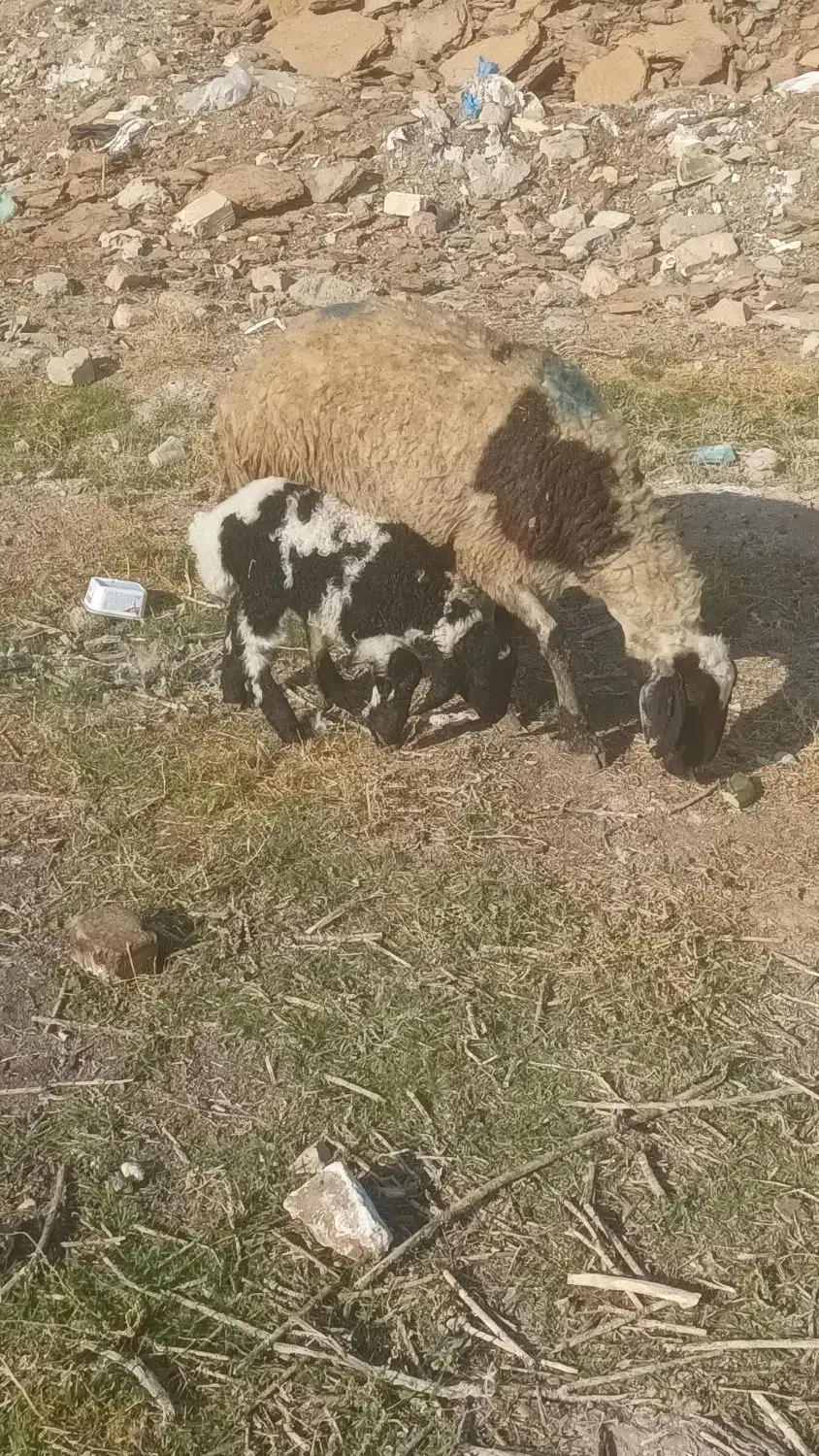 میش و بره|حیوانات مزرعه|قم, بوستان جوان|دیوار