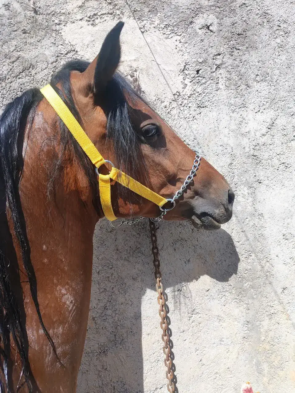 اسب مادیان|اسب و تجهیزات اسب‌سواری|مهریز, |دیوار