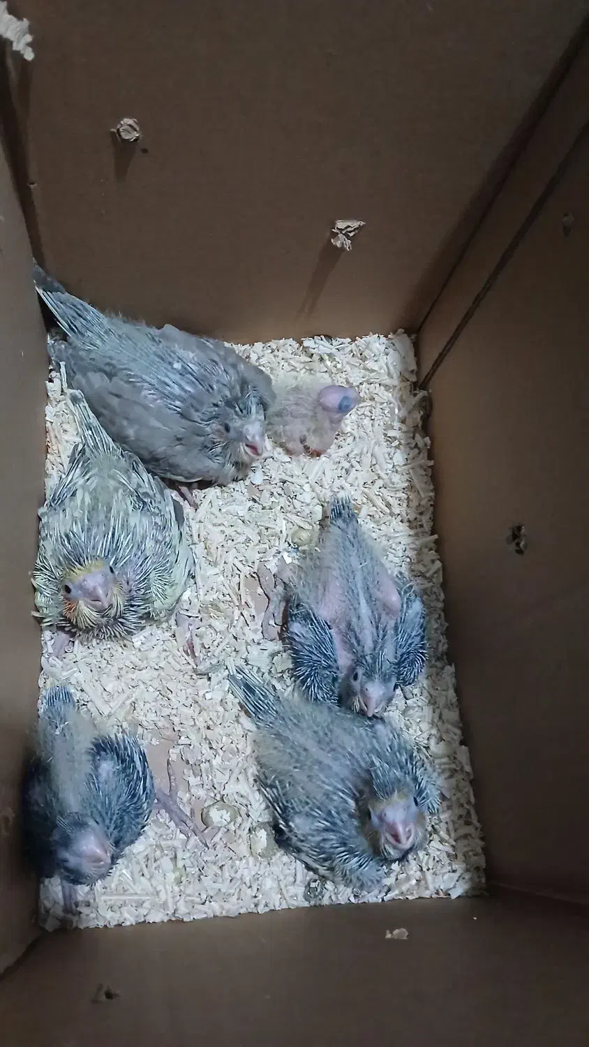 عروس با جوجه|پرنده|شاهرود, |دیوار