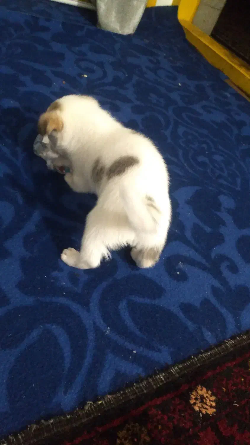 تدی|سگ|تایباد, |دیوار