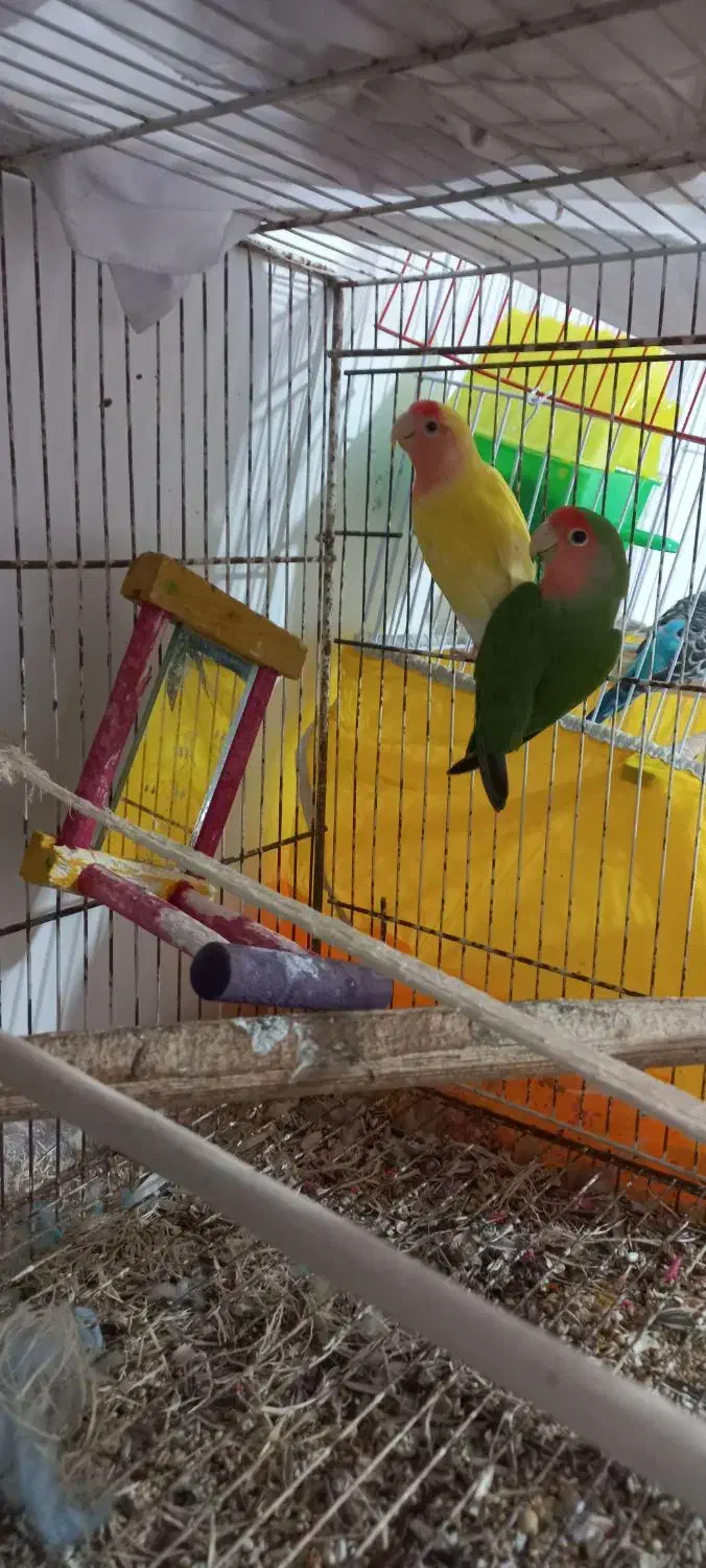 یک جفت طوطی برزیلی مولد|پرنده|ساری, |دیوار