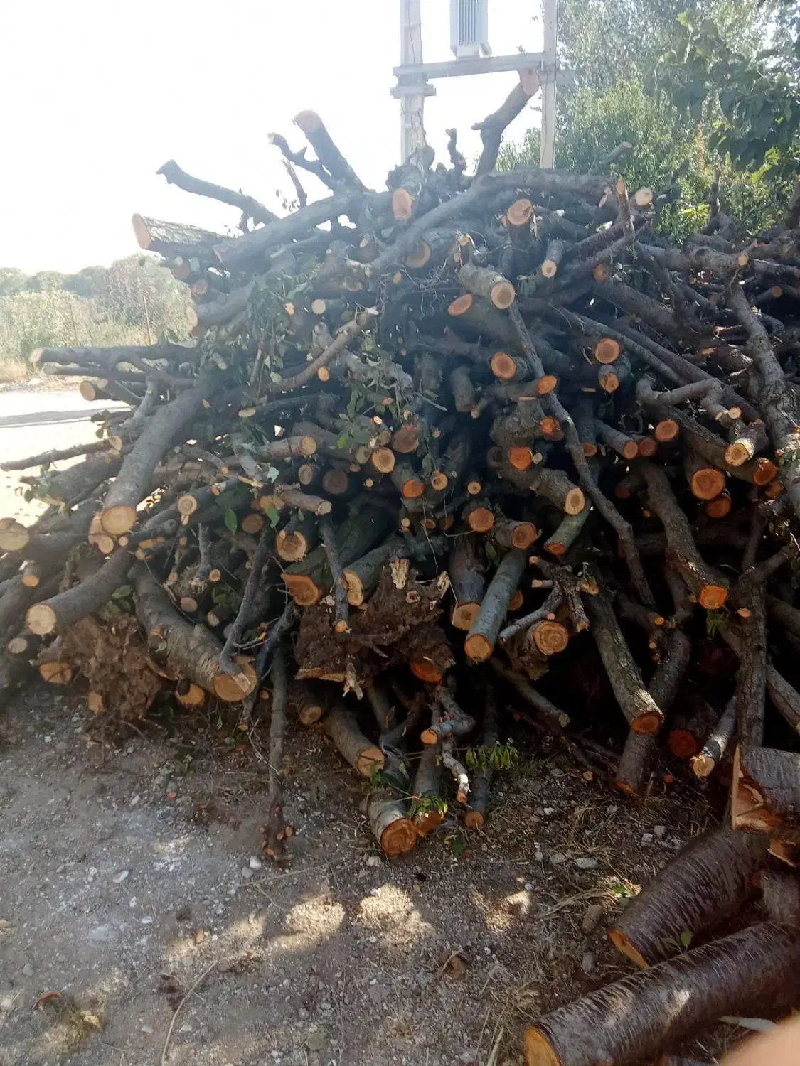 خریدار انواع چوب|خدمات باغبانی و درختکاری|اقبالیه, |دیوار