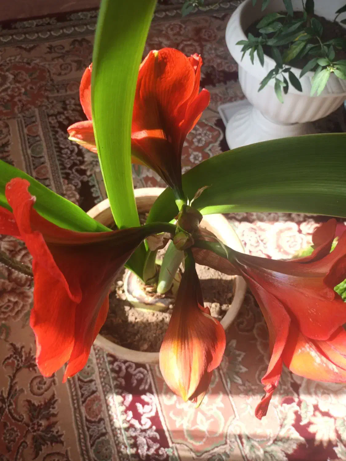 GOLL|گل و گیاه طبیعی|تهران, ارم|دیوار