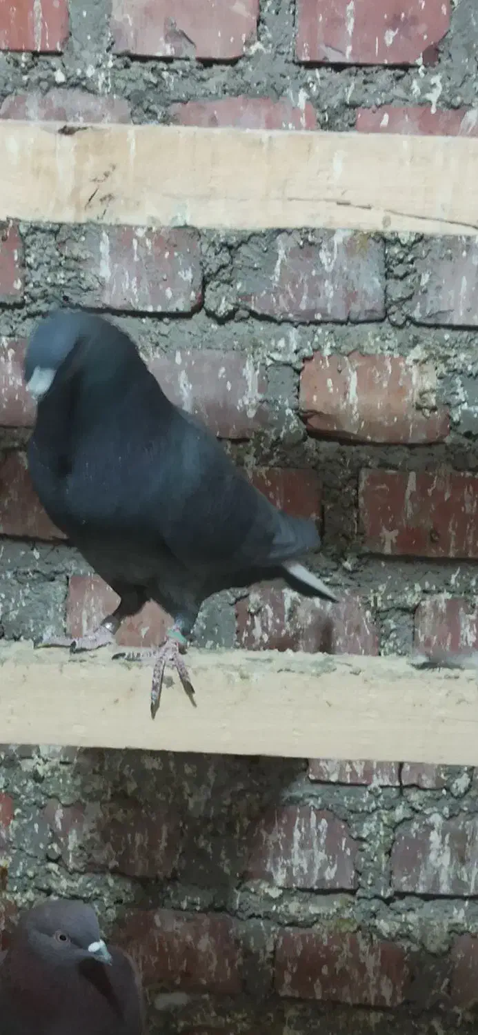 فرش یه تعداد نرو ماده|پرنده|بوکان, |دیوار