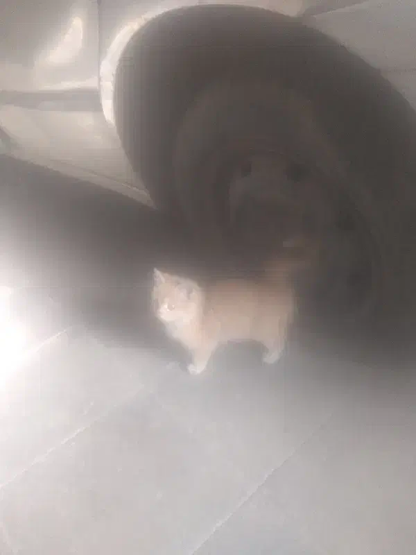 قیمت توافقی|گربه|کرمان, |دیوار