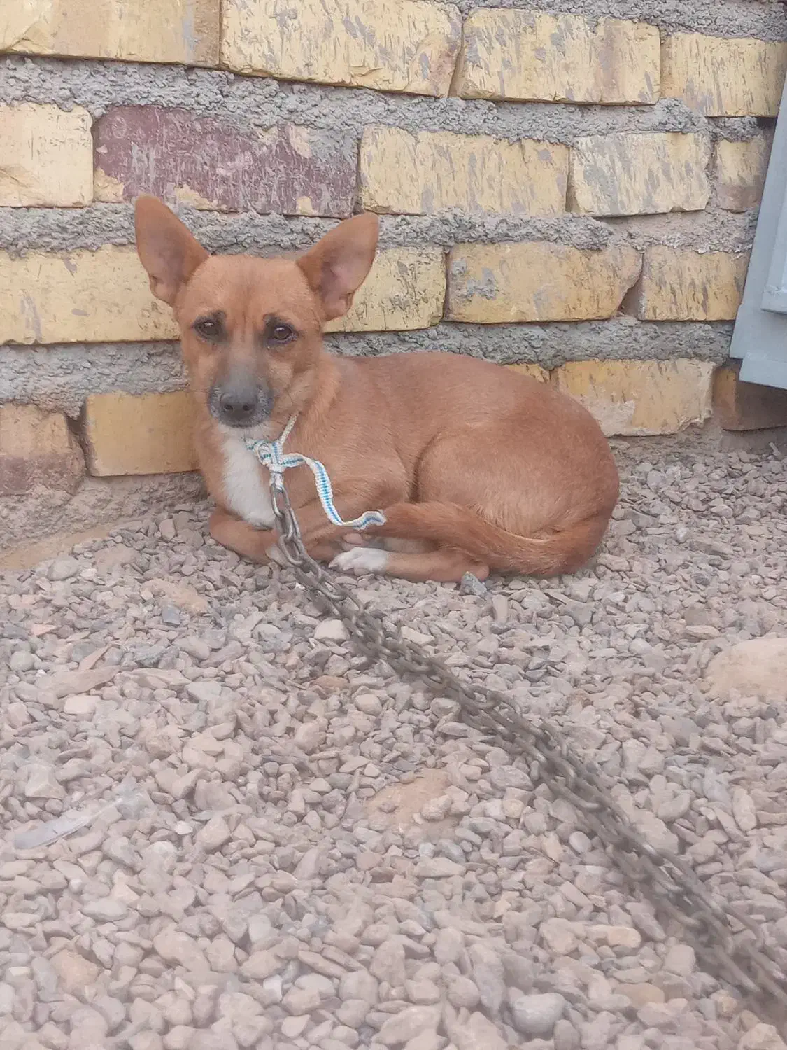 سگپاپی عشق آبادی نر|سگ|تایباد, |دیوار