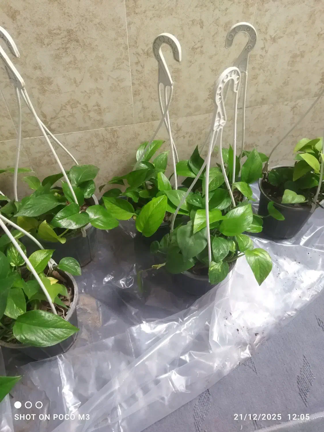 گل پتوس|گل و گیاه طبیعی|آبیک, |دیوار