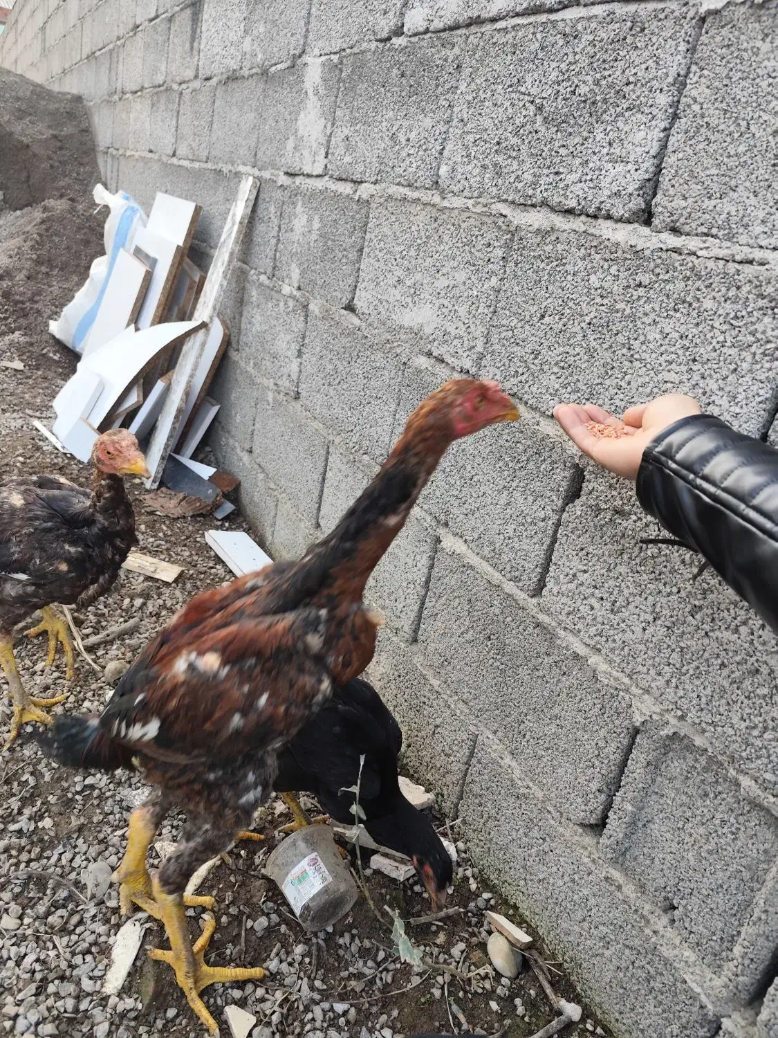 جوجه مرغ و خروس|حیوانات مزرعه|رشت, شهرک صبا|دیوار