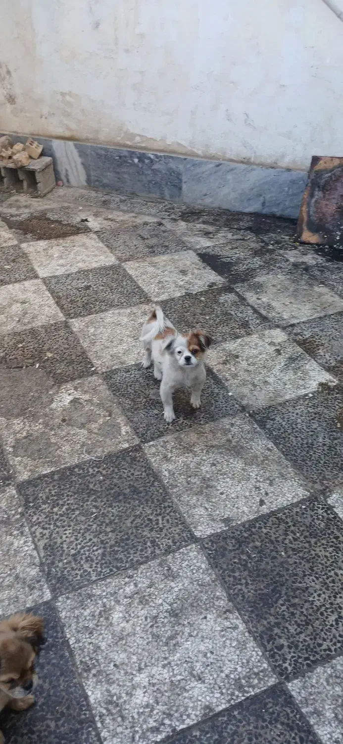 نر و ماده هر کدوم از یه مادر|سگ|گنبد کاووس, |دیوار