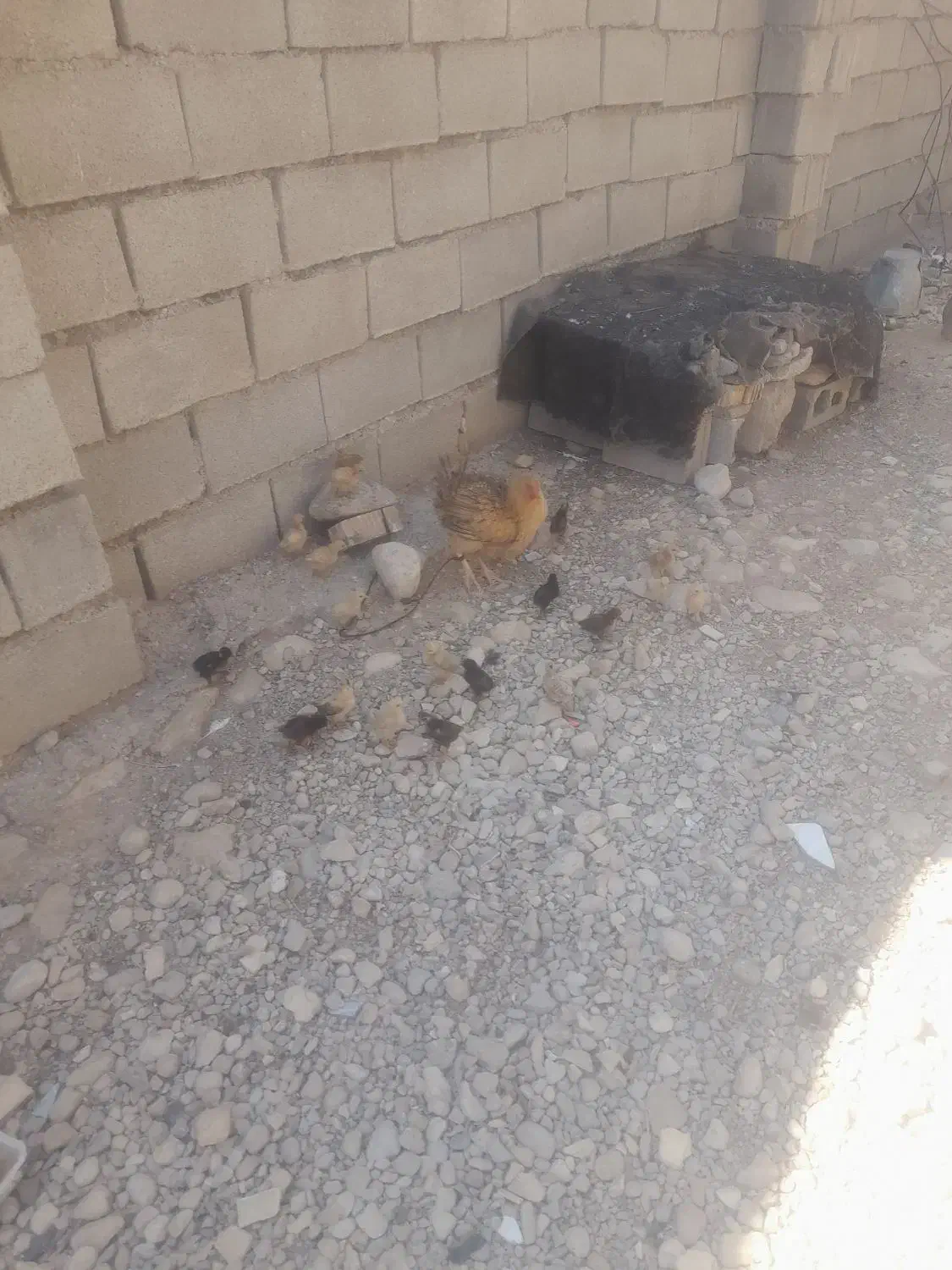 فروش دوعددمرغ باجوجه|حیوانات مزرعه|لنده, |دیوار