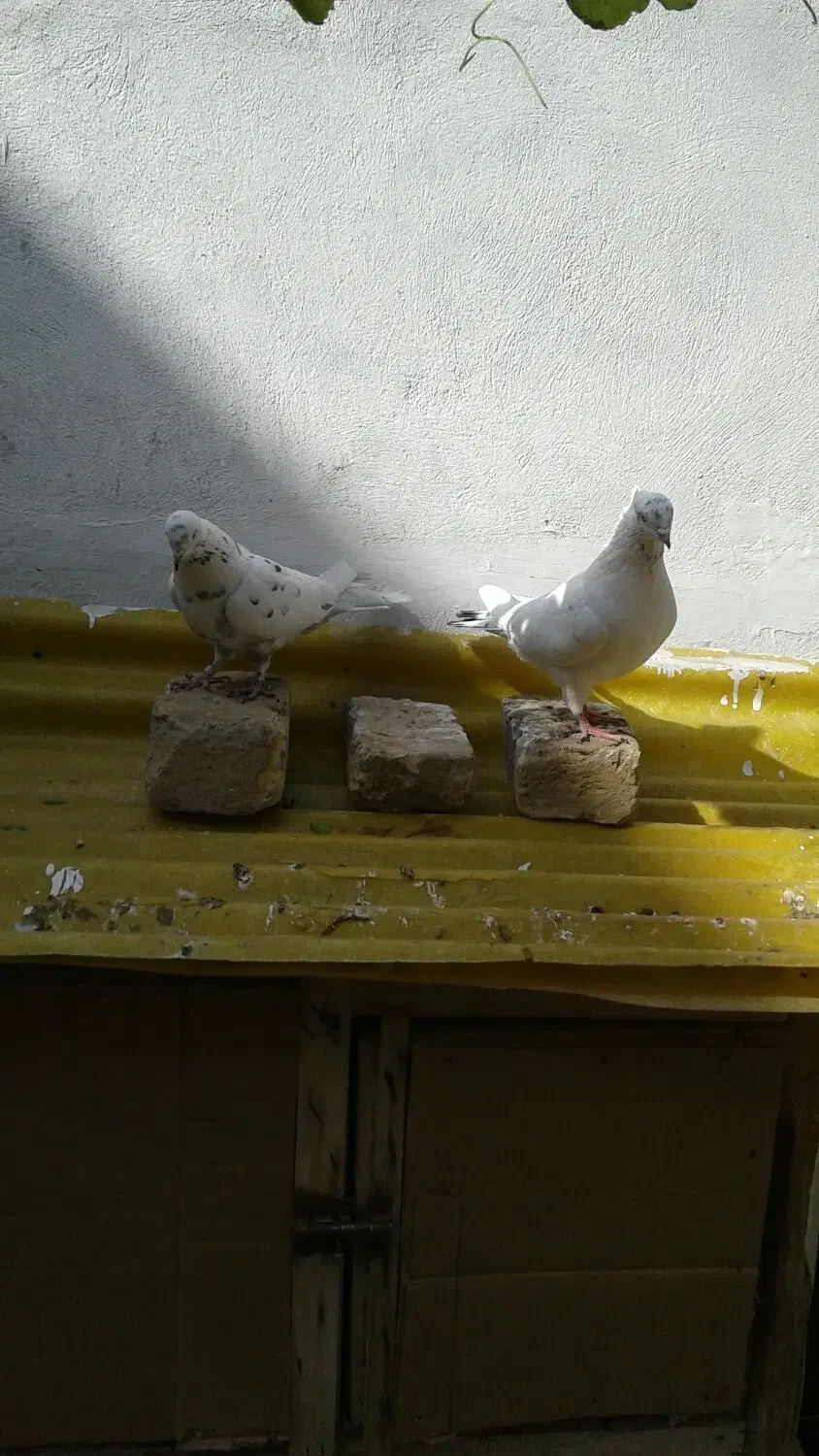 یه جفت کبوتر نروماده پرشی|پرنده|قم, امامزاده ابراهیم|دیوار