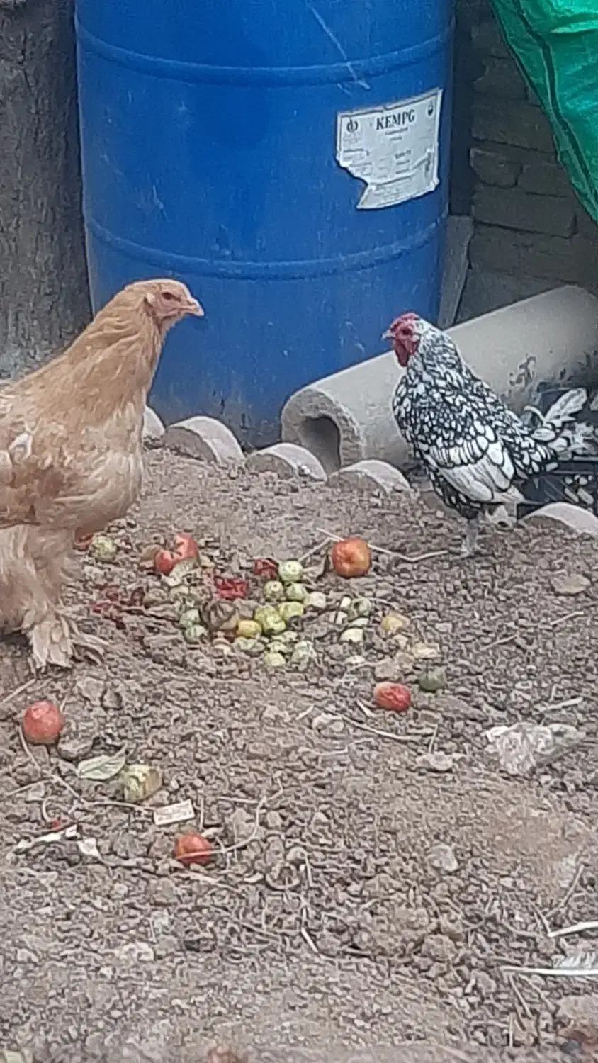 فروش مرغ خروس|حیوانات مزرعه|لاران, |دیوار