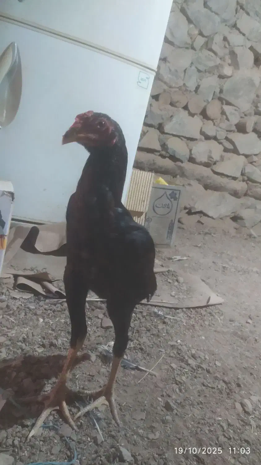 جوجه لاری|حیوانات مزرعه|مریوان, |دیوار