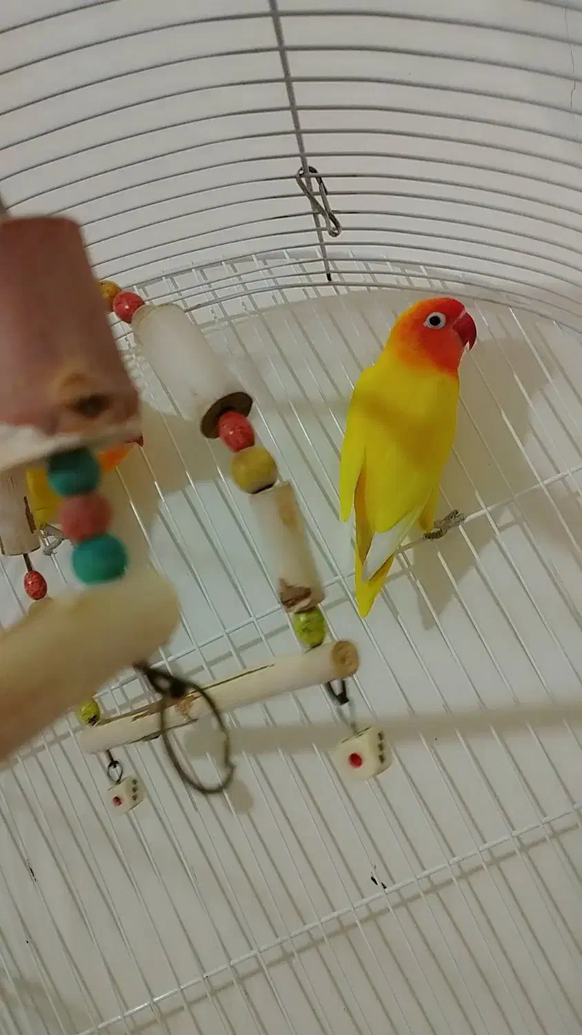 پرنده طوطی برزیلی|پرنده|محمدشهر, شهرک پیام (مهرالبرز)|دیوار