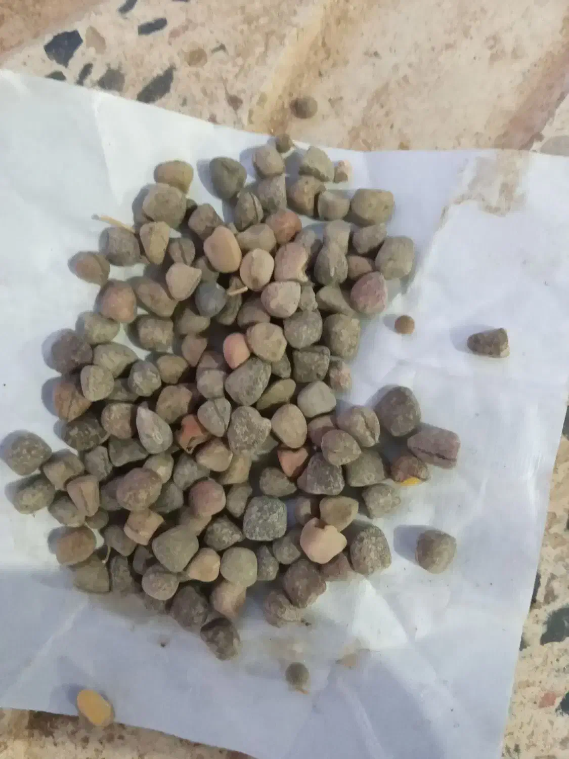 گرگرو تمیز و درشت|گل و گیاه طبیعی|کوهدشت, |دیوار