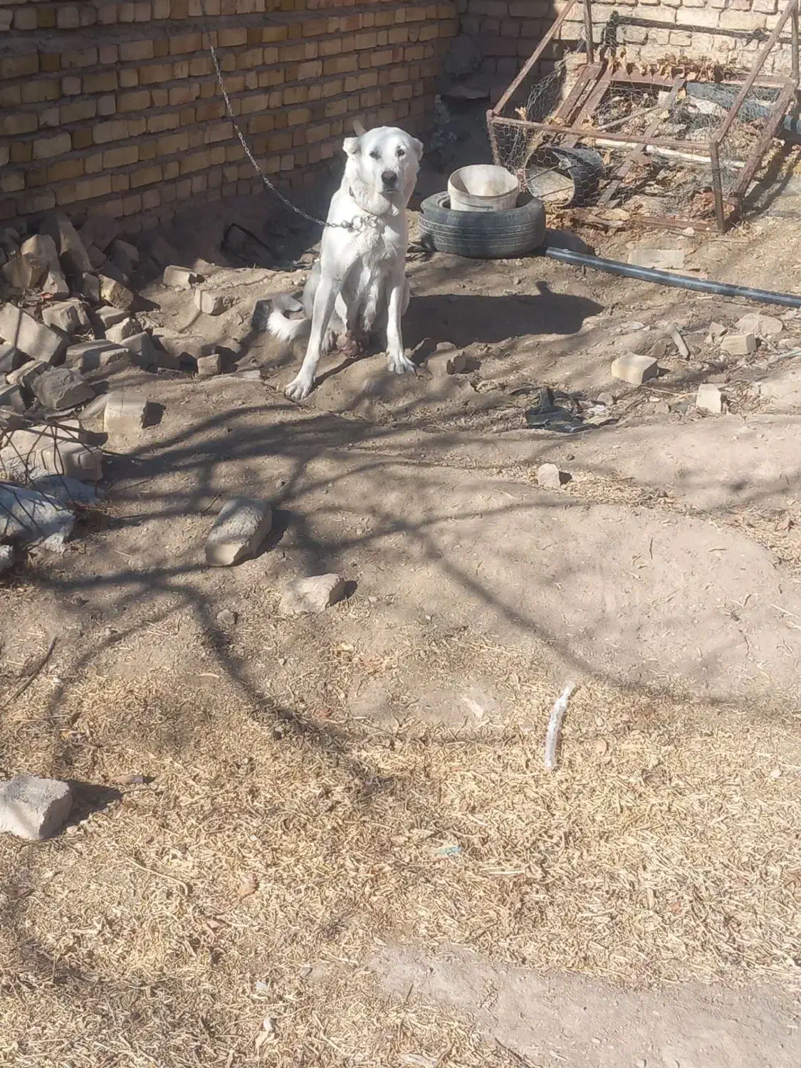 سراب|سگ|بزینه رود, |دیوار