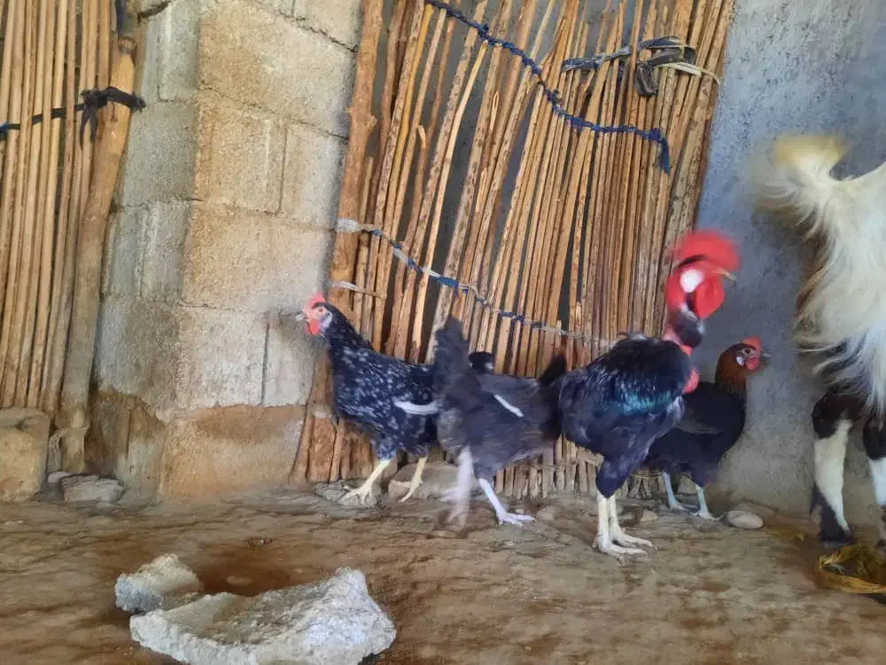 مرغ و خروس محلی در بخش شبانکاره|حیوانات مزرعه|شبانکاره, |دیوار