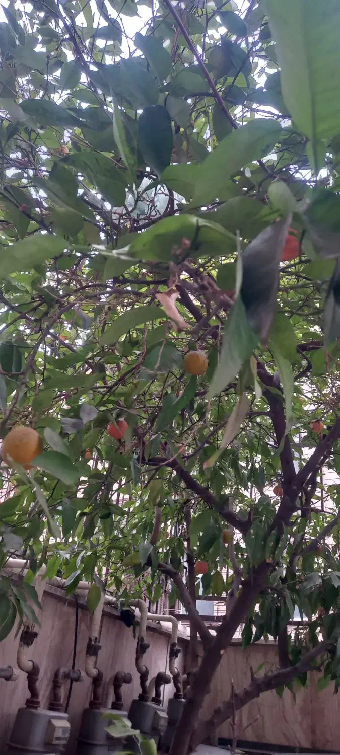 ۶۲ متر اجاره دار کوچه باقرزاده