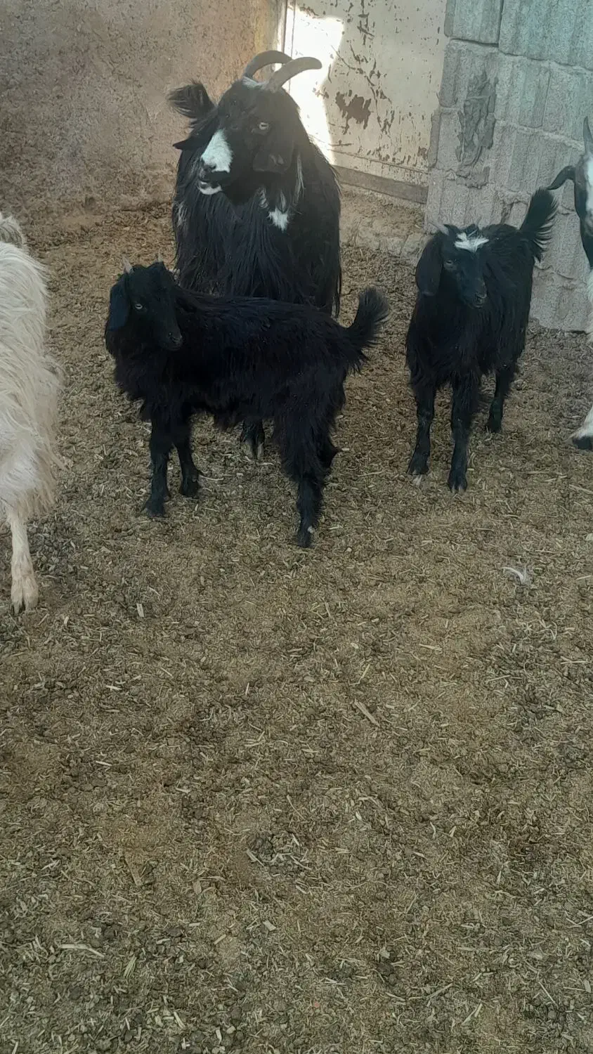 بز دوقلو باکهره دوقلو|حیوانات مزرعه|مرودشت, ده بید|دیوار