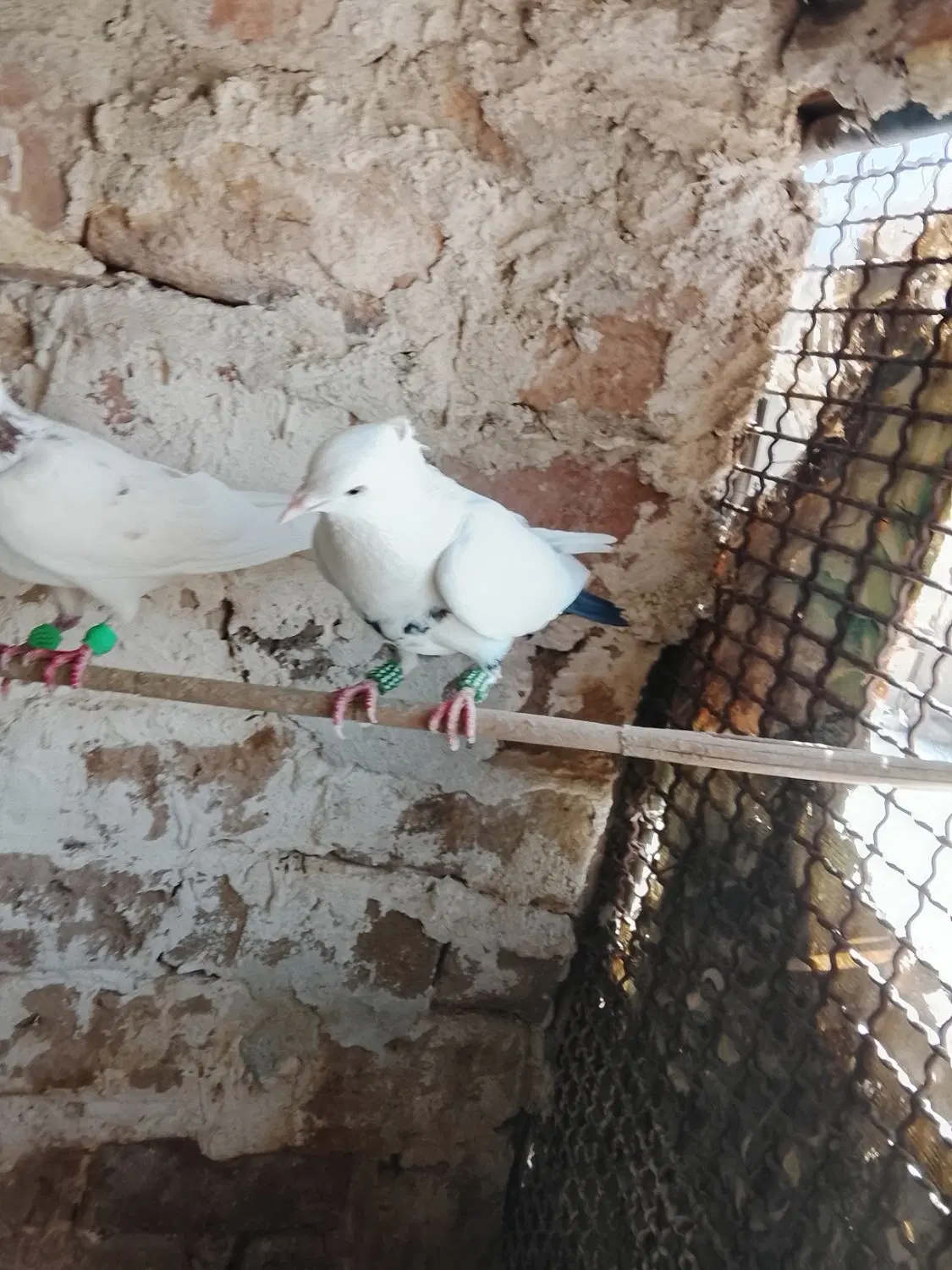 کبوتر|پرنده|سبزوار, چهارراه فرودگاه|دیوار