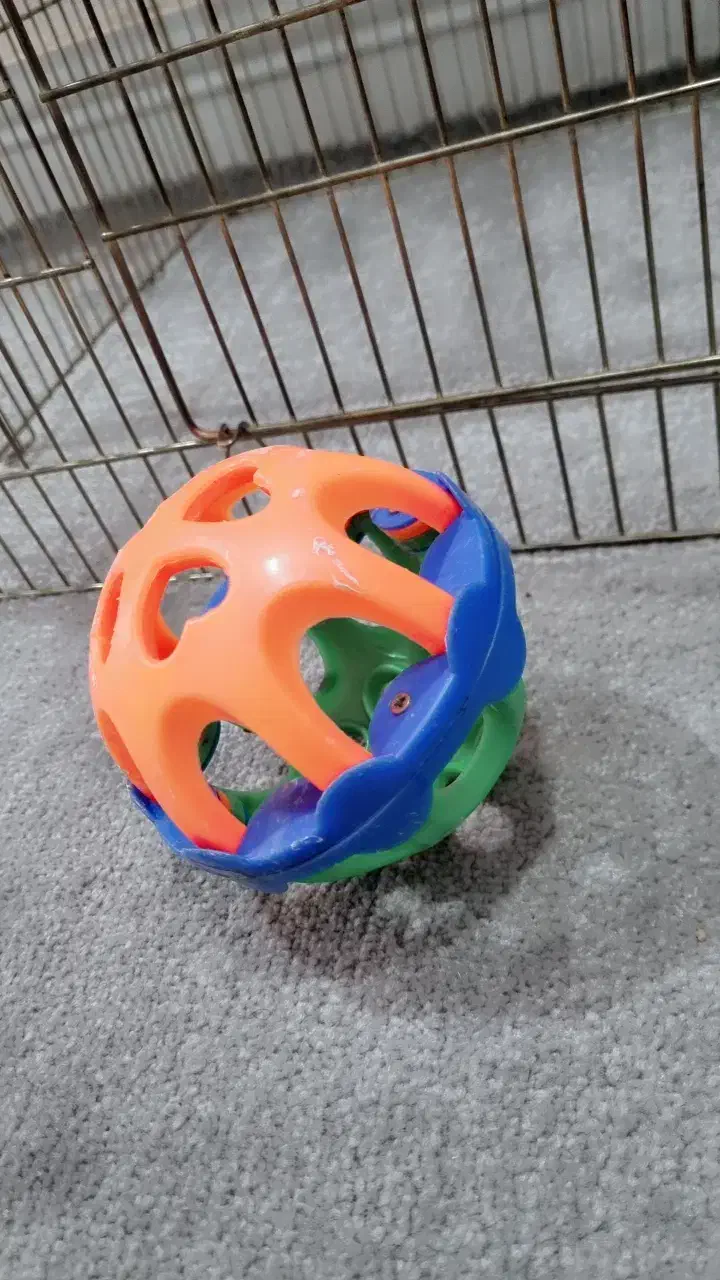 مرغ مینا|پرنده|یاسوج, |دیوار