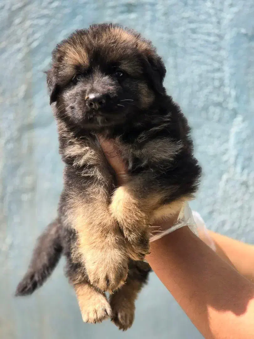 ژرمن شپرد شولاین، ورکلاین، بلک|سگ|تهران, فرمانیه|دیوار