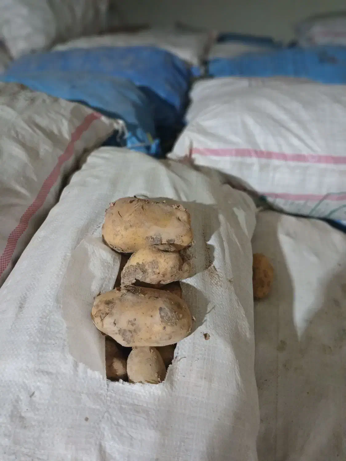 سیب زمینی|عمدهفروشی|بستان آباد, |دیوار