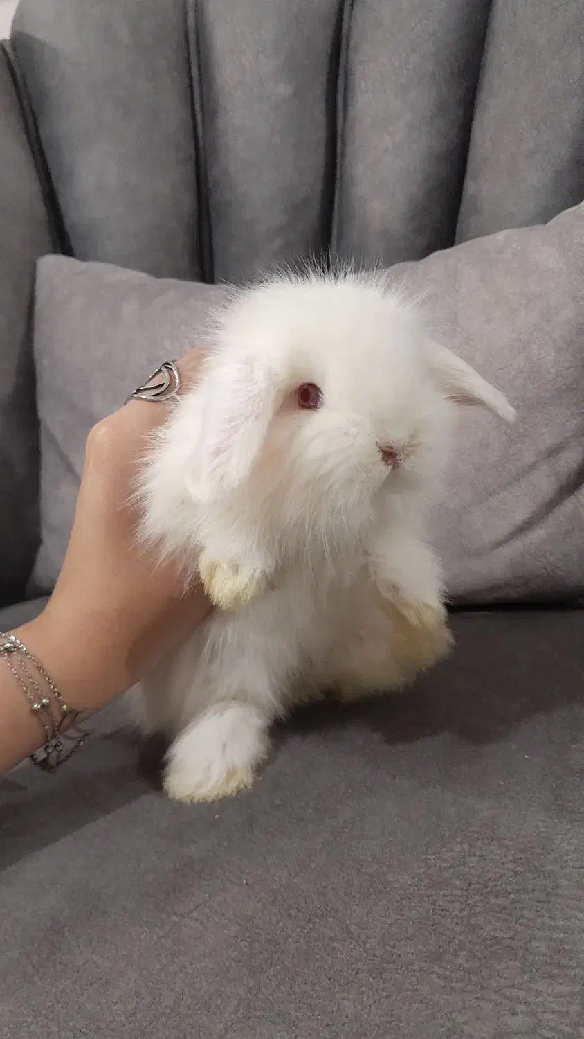 بچه خرگوش لوپ|موش و خرگوش|دورود, |دیوار