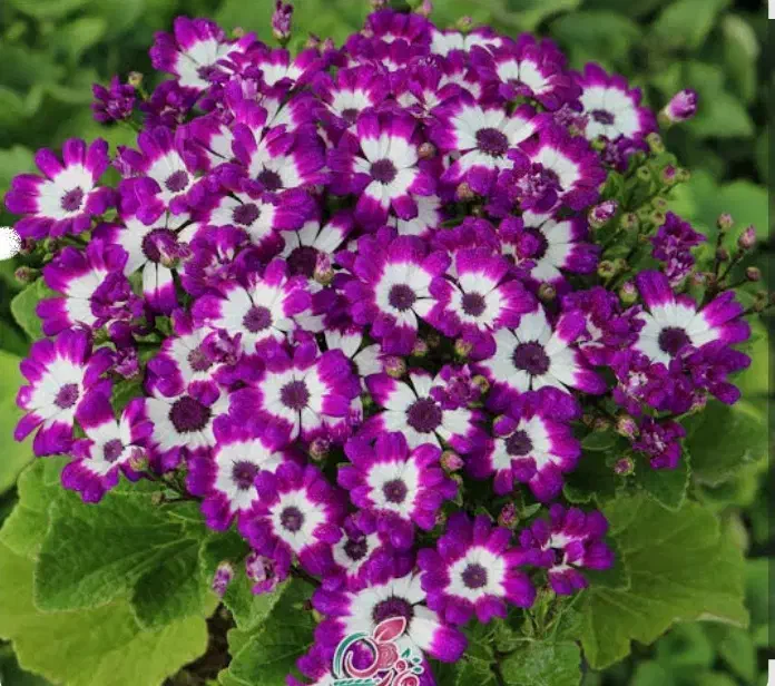 گل سنیری یا سینره|گل و گیاه طبیعی|تالش, طولارود|دیوار