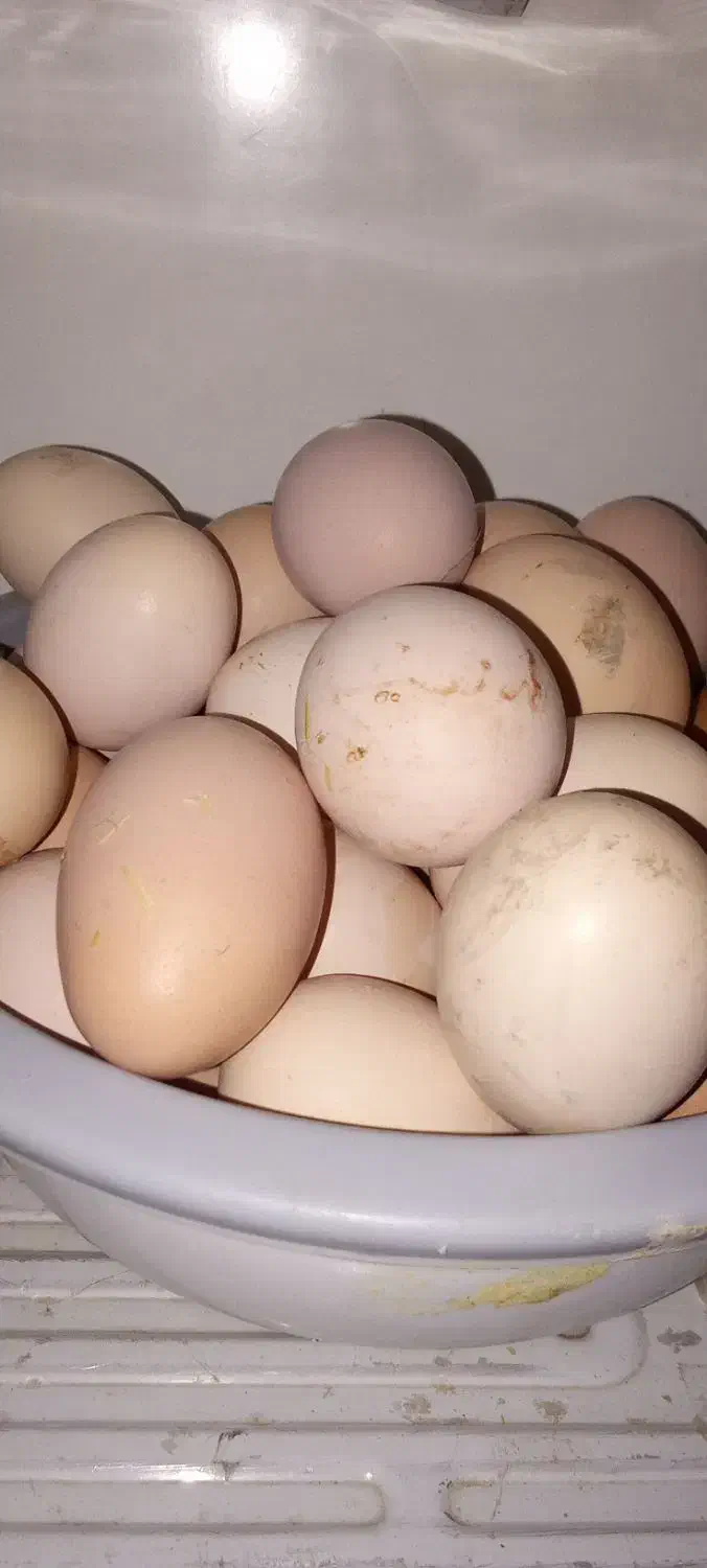 تخم مرغ|حیوانات مزرعه|راز وجرگلان, |دیوار