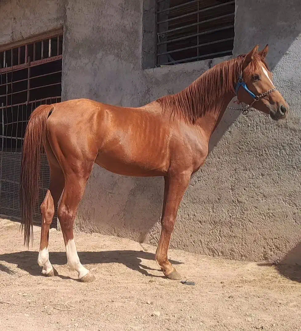 خرید فروش اسب باری|اسب و تجهیزات اسبسواری|ملایر, |دیوار