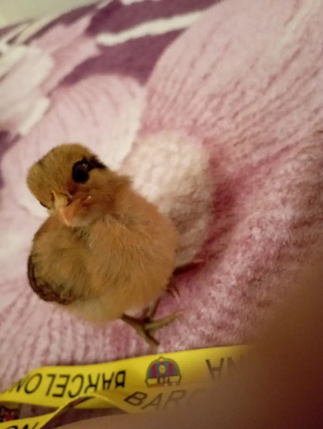 مرغ زینتی|حیوانات مزرعه|شاهینشهر, شهرک گلدیس|دیوار