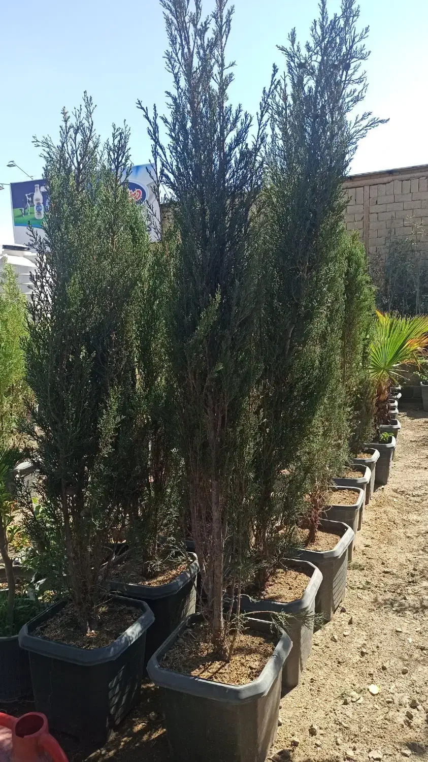 درخت سرو شیراز|گل و گیاه طبیعی|احمدآبادمستوفی, |دیوار